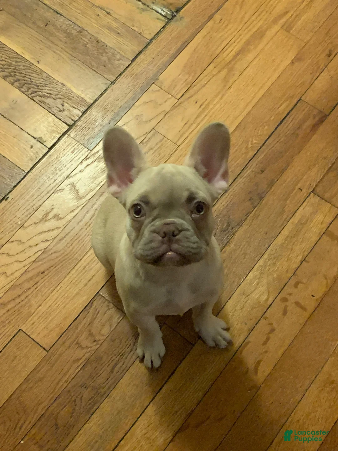 French Bulldog dogs for sale: lola - Ad 1