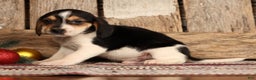 Beagle dogs for sale: Donner - Ad 5