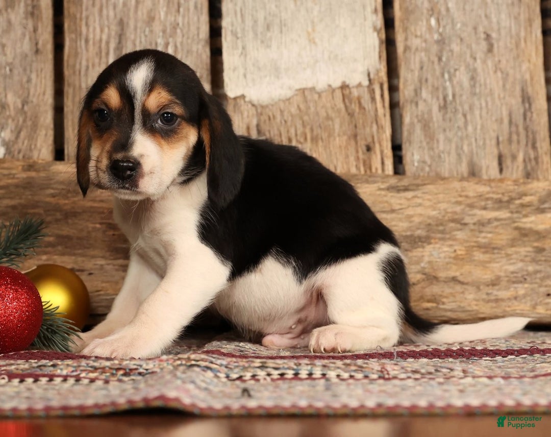 Beagle dogs for sale: Donner - Ad 5
