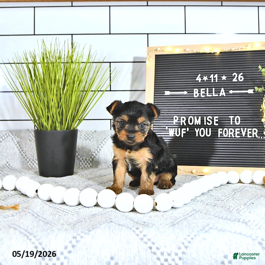 Yorkshire Terrier dogs Bella   - Ad 1