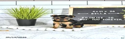 Yorkshire Terrier dogs for sale: Bella   - Ad 1