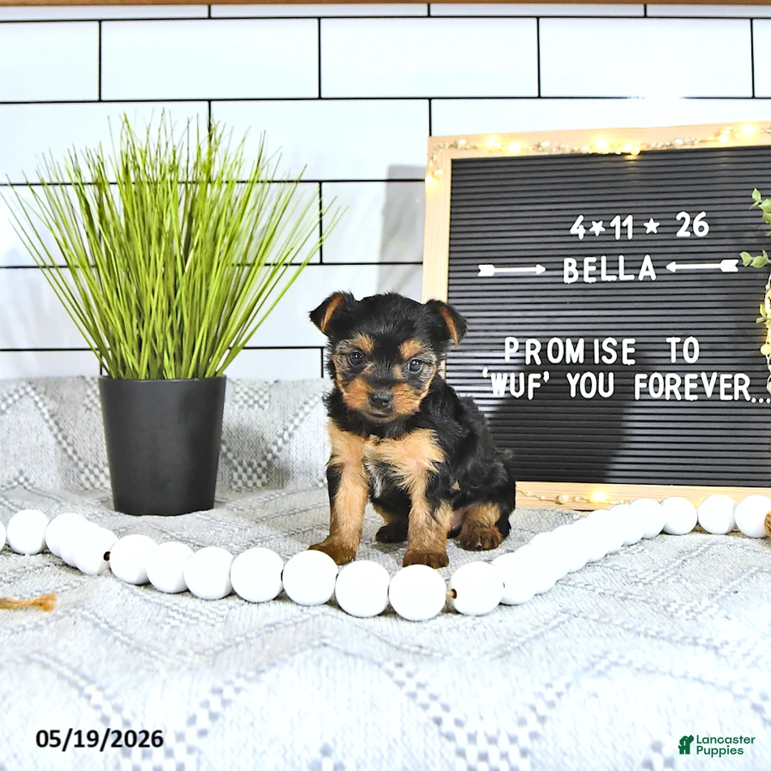 Yorkshire Terrier dogs for sale: Bella   - Ad 1