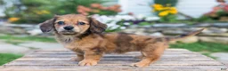 Miniature Dachshund dogs for sale: Birdie - Ad 11