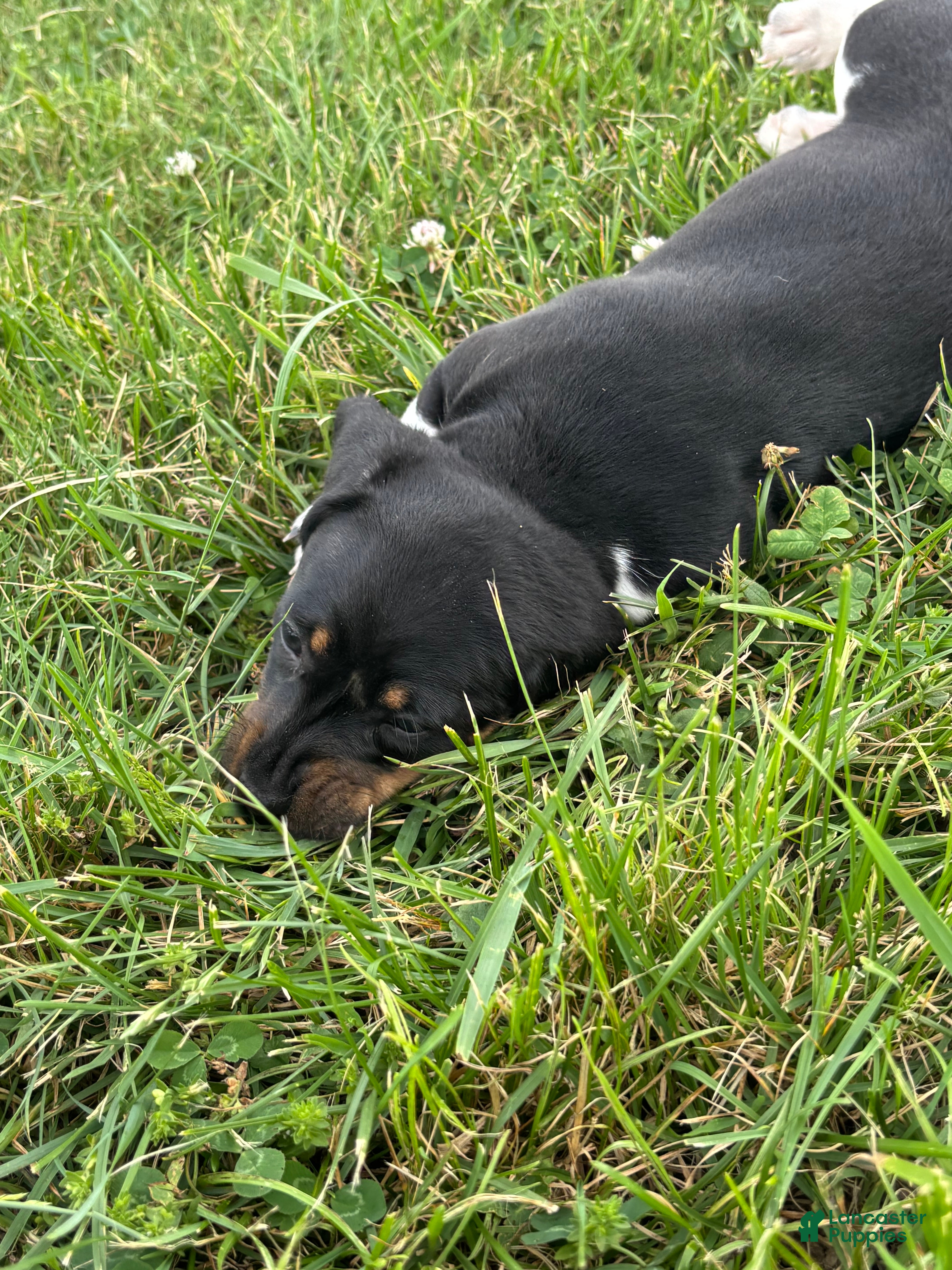 Dachshund dogs Jade - Ad 2