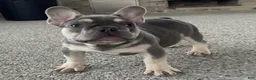 French Bulldog dogs for sale: Cade - Ad 7