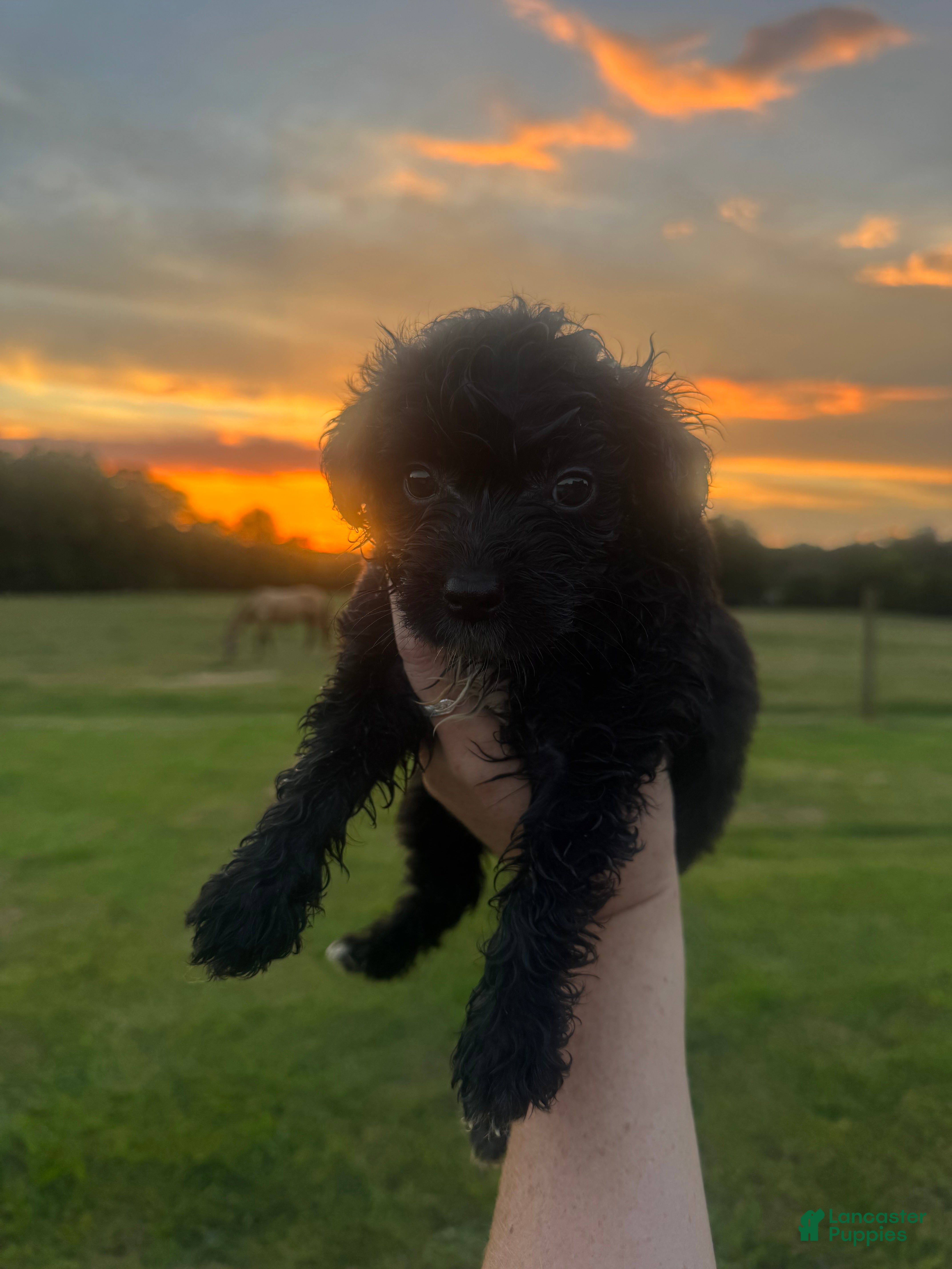 Mini Aussiedoodle dogs Mini Petite Aussiedoodle Female - Ad 2
