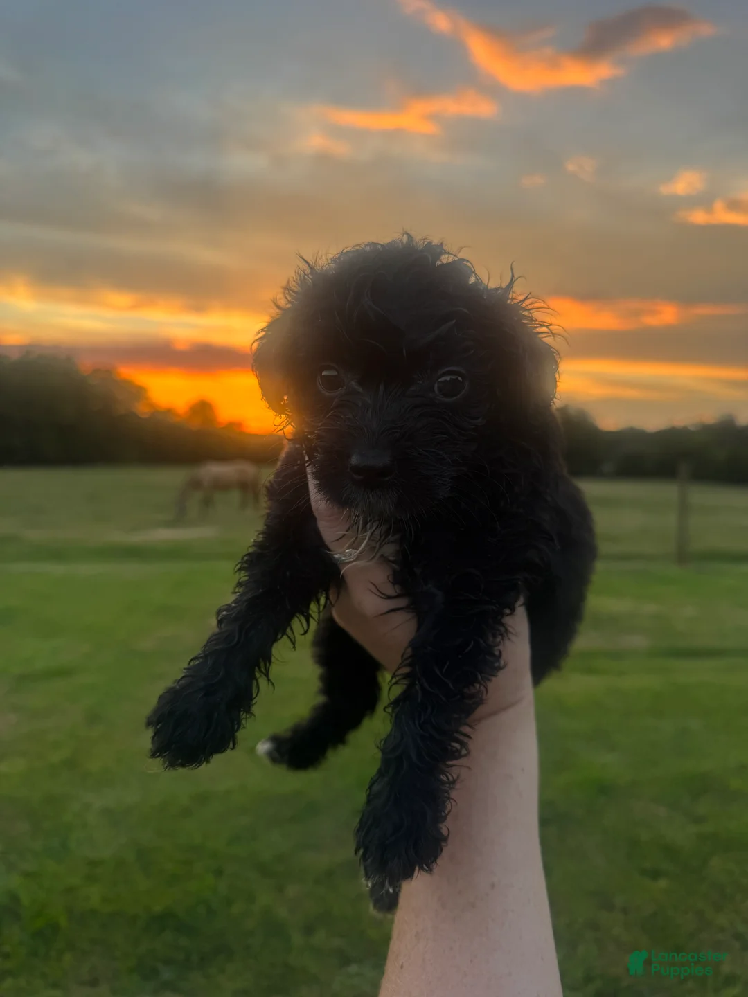 Mini Aussiedoodle dogs for sale: Mini Petite Aussiedoodle Female - Ad 2