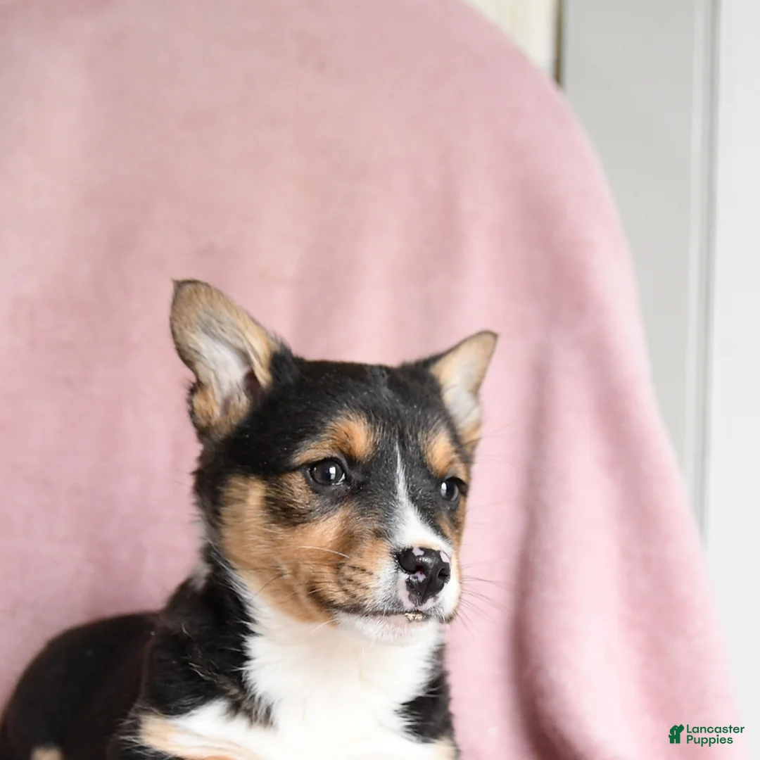 Mixed Breed dogs for sale: Cookie Dough - Ad 3