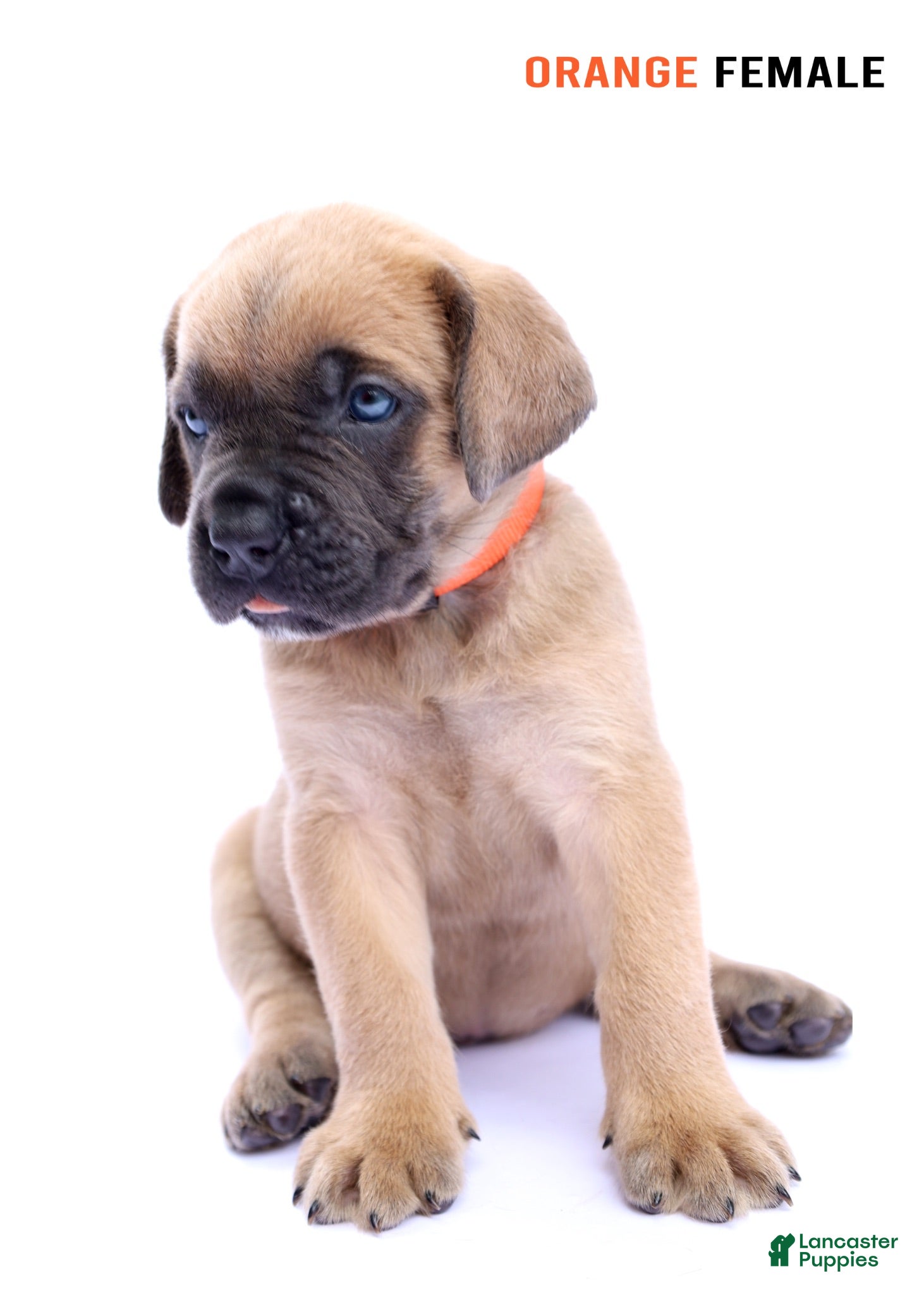 Cane Corso dogs Orange Female - Ad 2