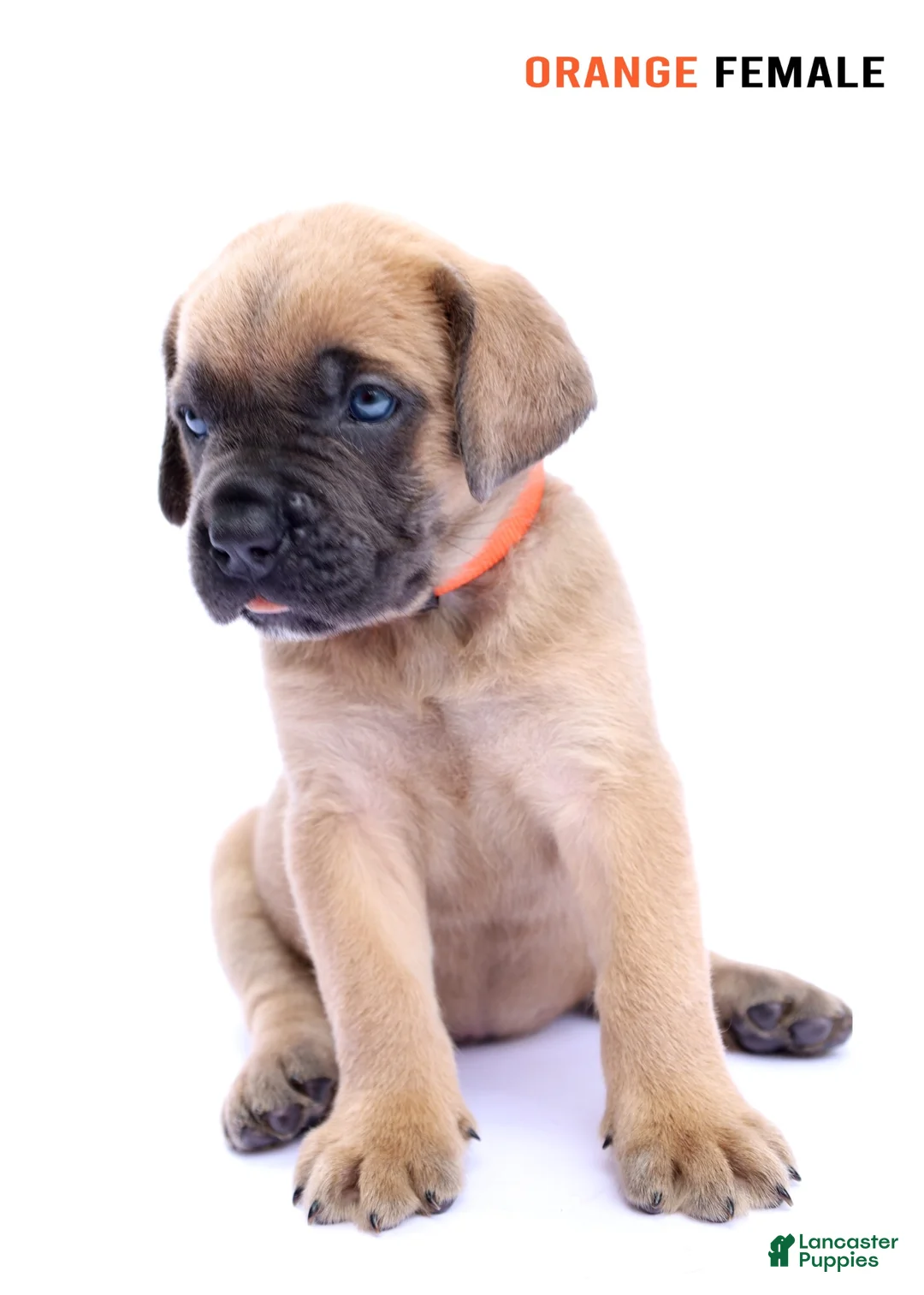 Cane Corso dogs for sale: Orange Female - Ad 2