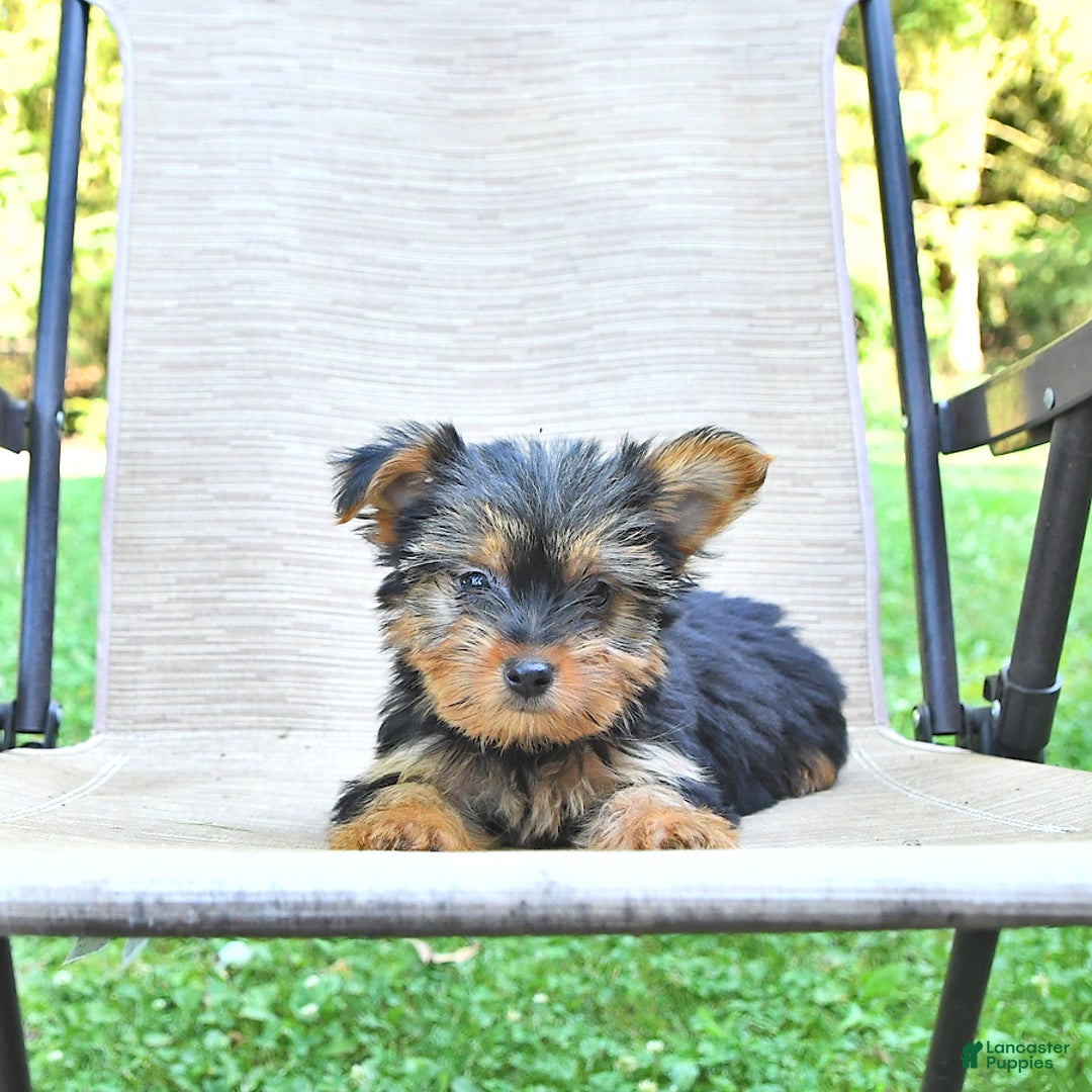 Yorkshire Terrier dogs for sale: Darla - Ad 2
