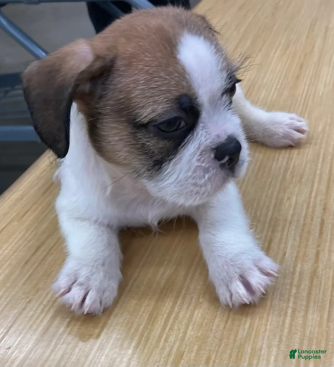 Mixed Breed dogs for sale: Sebastian  - Ad 1