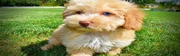 Havapoo dogs for sale: Gracie - Ad 17