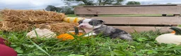Boston Terrier dogs for sale: Macy - Ad 3