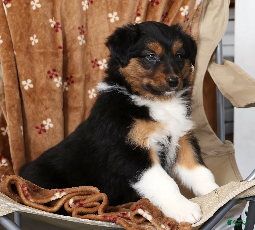 Australian Shepherd dogs for sale: Jesse - Ad 7