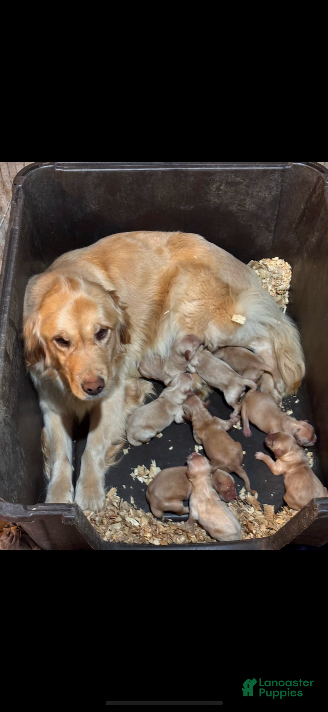 Golden Retriever dogs for sale: Purple - Ad 7