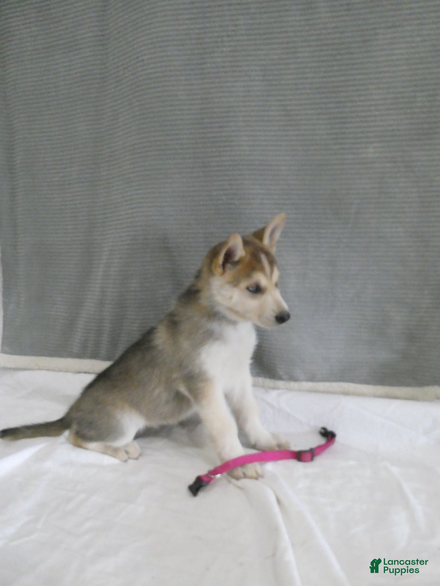 Gerberian Shepsky dogs Shadow - Ad 1
