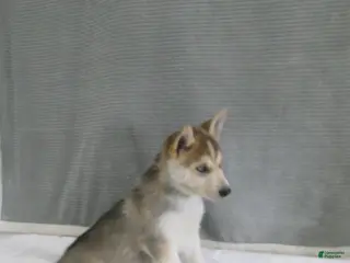 Gerberian Shepsky dogs for sale: Shadow - Ad 1