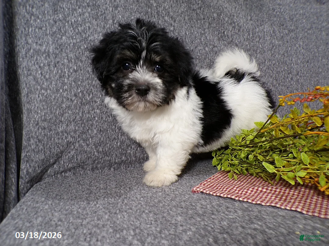 Havanese dogs for sale: Molly - Ad 1