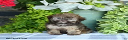 Havapoo dogs for sale: Megan - Ad 5