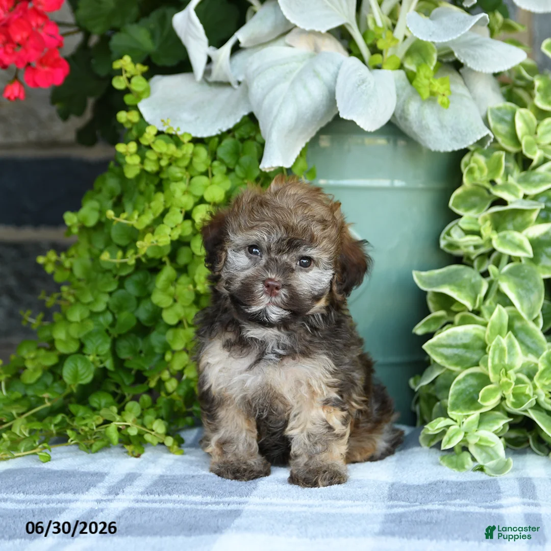 Havapoo dogs for sale: Megan - Ad 5