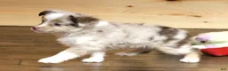 Toy Australian Shepherd dogs for sale: TRAVIS - RED MERLE - Ad 2