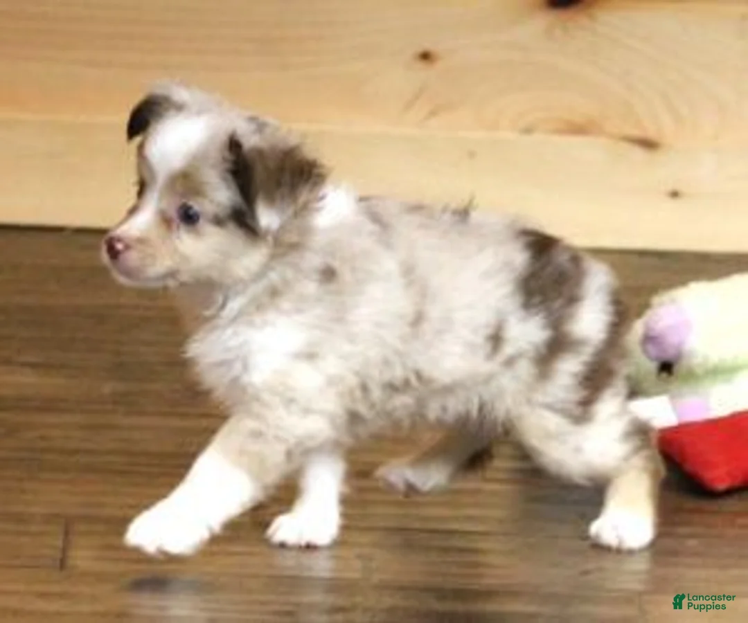 Toy Australian Shepherd dogs for sale: TRAVIS - RED MERLE - Ad 2