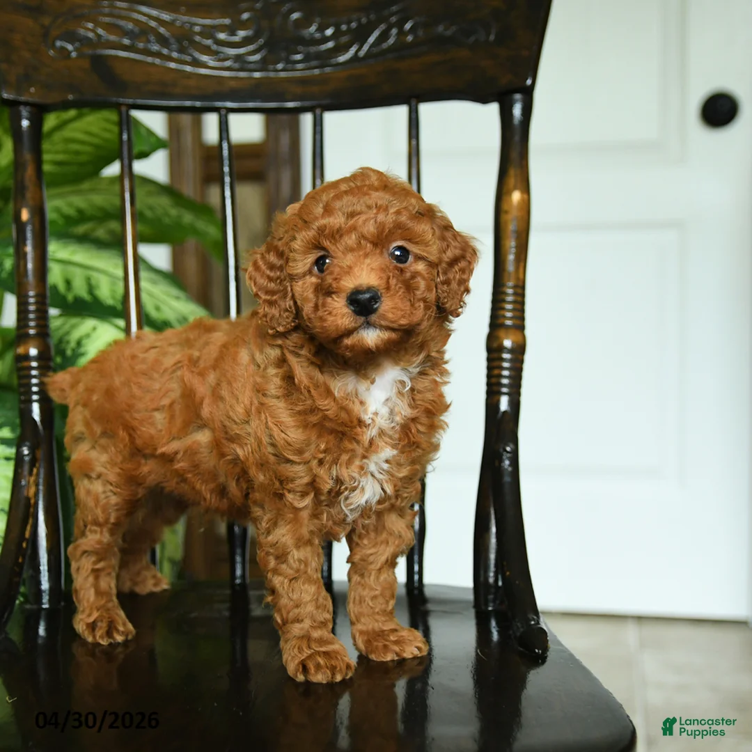 Miniature Poodle dogs for sale: Echo - Ad 5