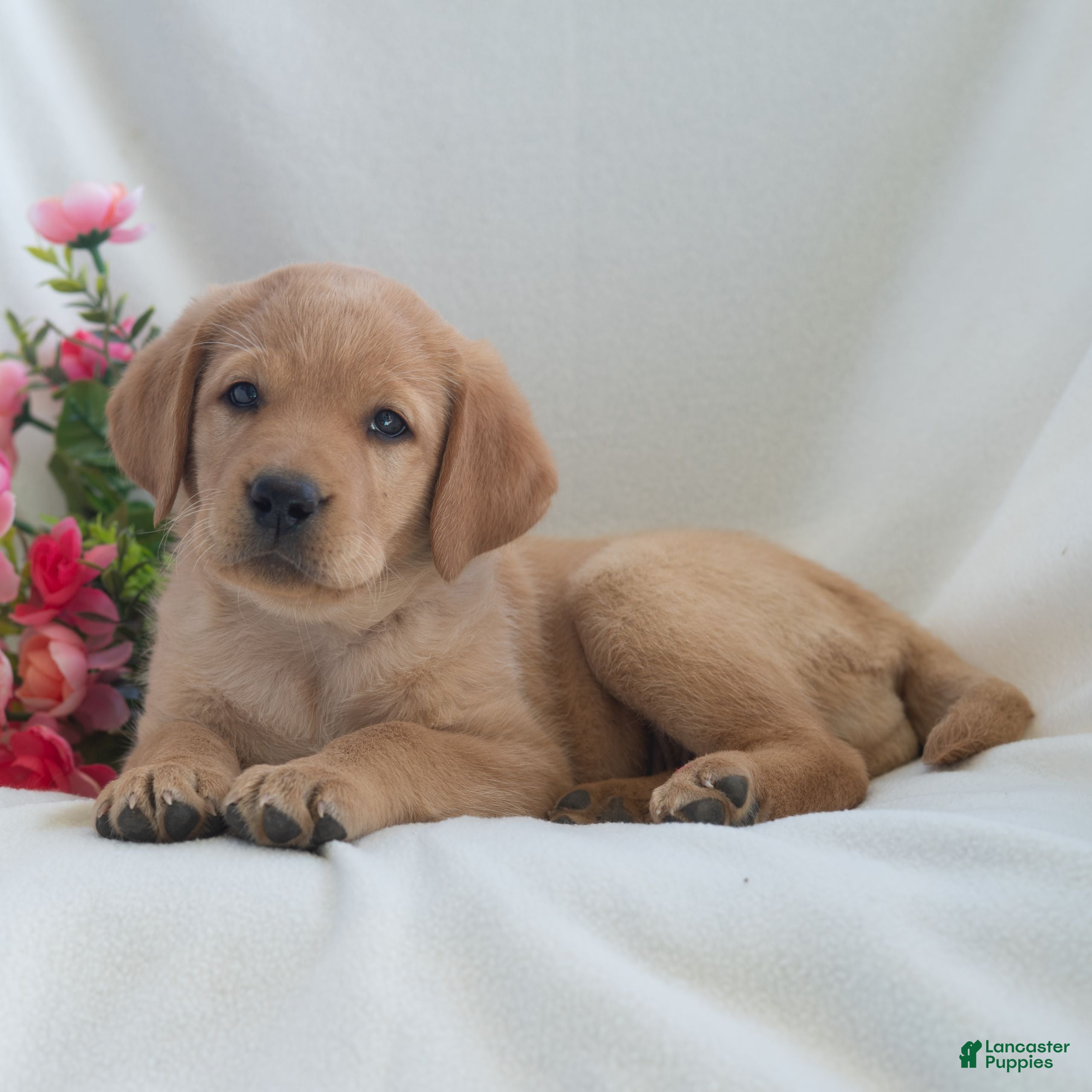 Labrador Retriever dogs Jennifer  - Ad 2