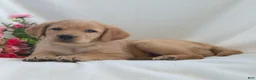 Labrador Retriever dogs for sale: Jennifer  - Ad 2