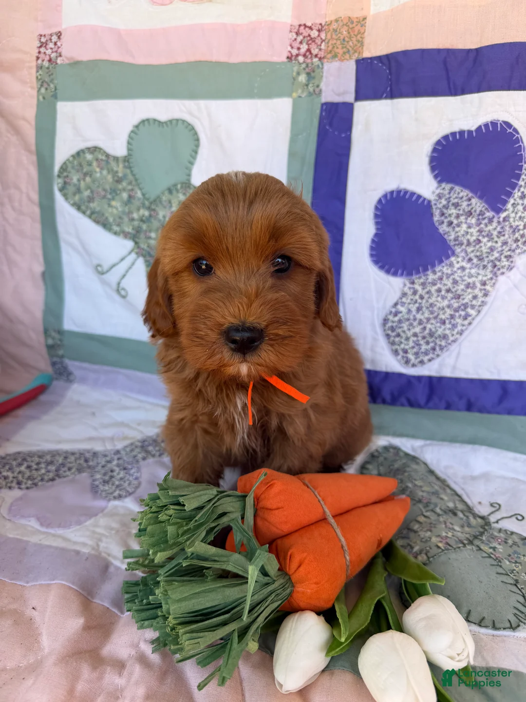 Mini Goldendoodle dogs for sale: Mini Goldendoodle Puppy 4 - Ad 2