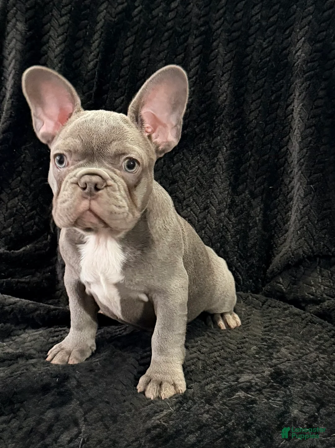 French Bulldog dogs for sale: Scarlett - Ad 1