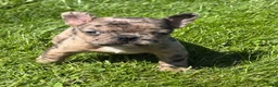 Frenchton dogs for sale: Coconut  - Ad 12