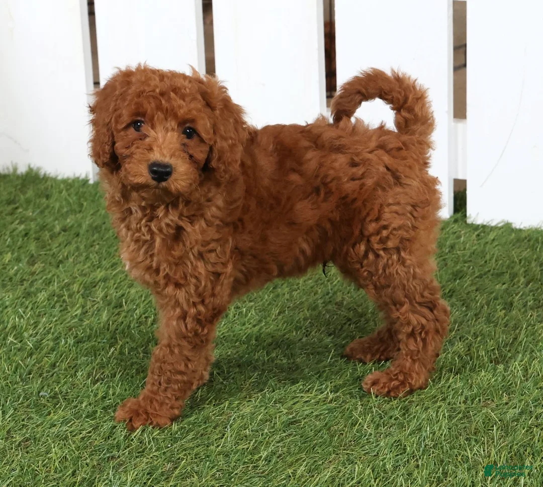 Cavapoo dogs for sale: Scotty - Ad 1
