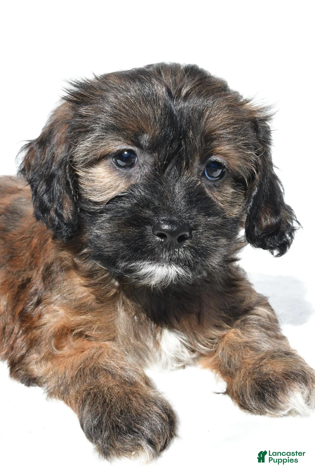 Shihpoo dogs for sale: Callie - Ad 2