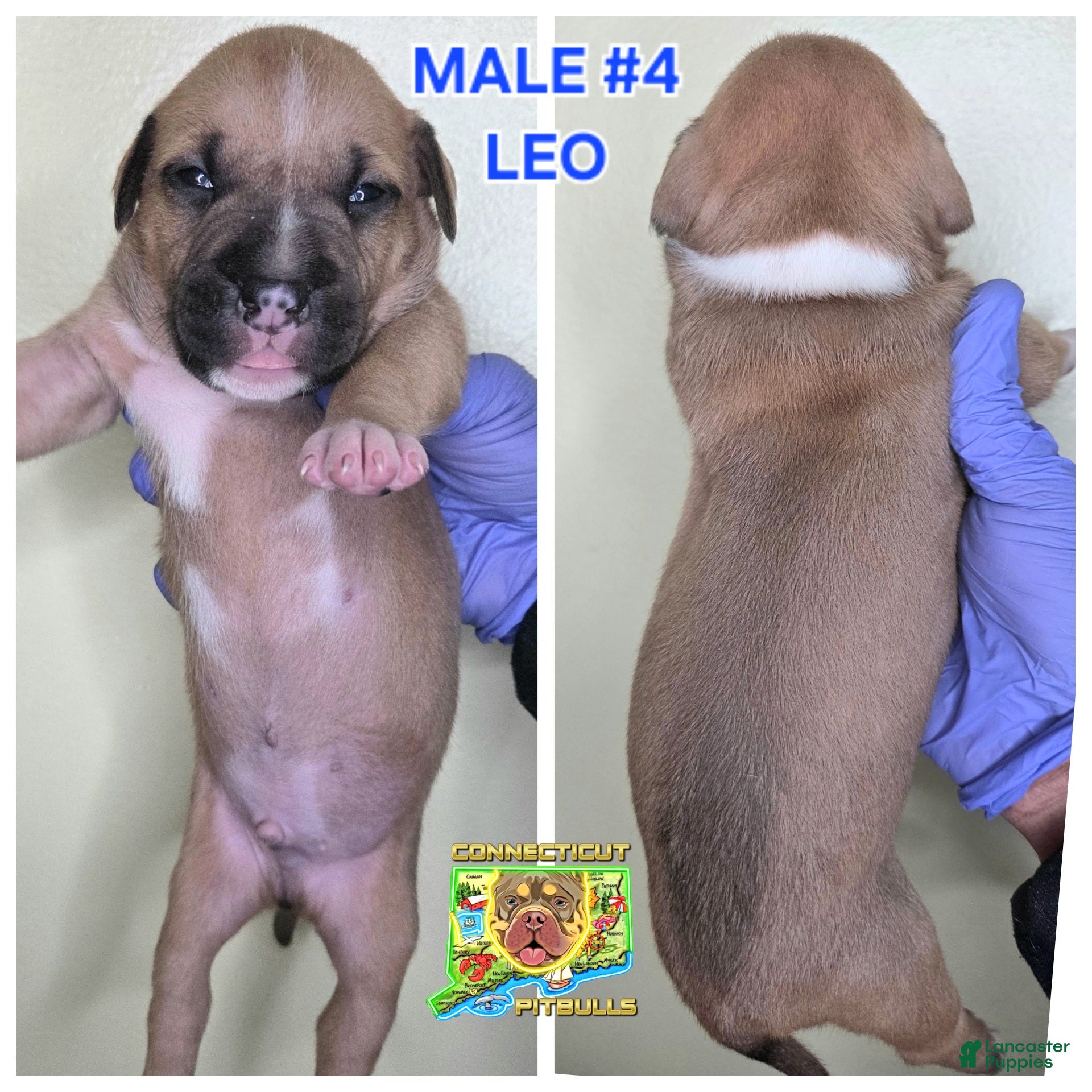 American Bully dogs for sale: American Bully Puppy 4 - Ad 3