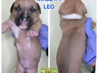 American Bully dogs American Bully Puppy 4 - Ad 15