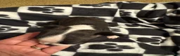 Boston Terrier dogs for sale: Doc-Brindle & White - Ad 3