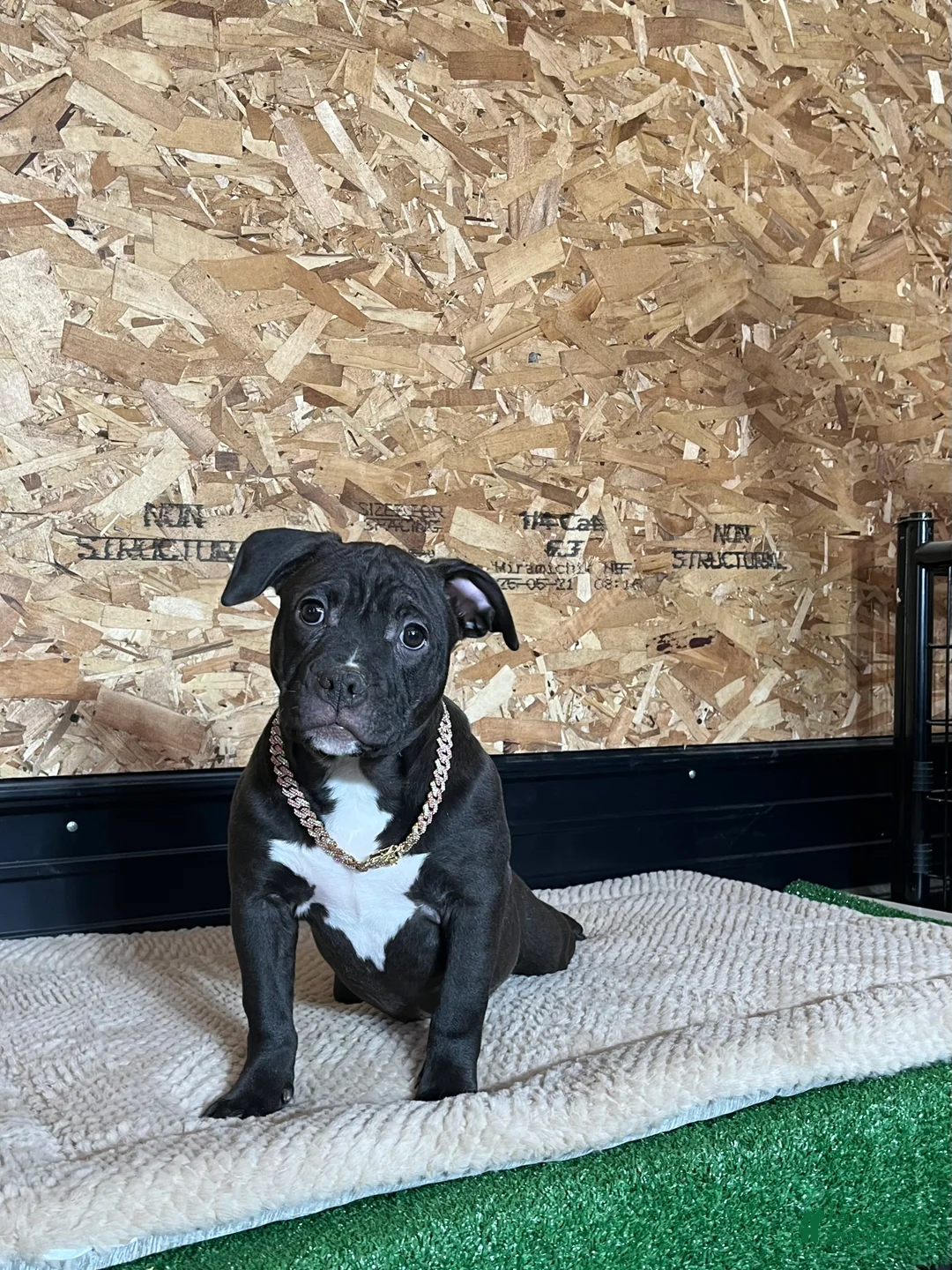 American Bully dogs for sale: Nova - Ad 6