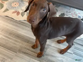 Doberman Pinscher dogs Roxy - Ad 7