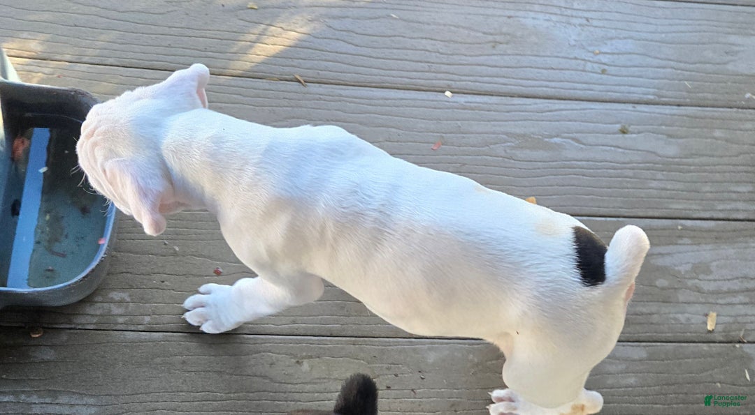 Boxer dogs for sale: Jack - Ad 6