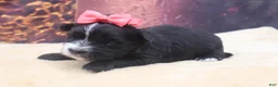 Morkie dogs for sale: Raven - Ad 3