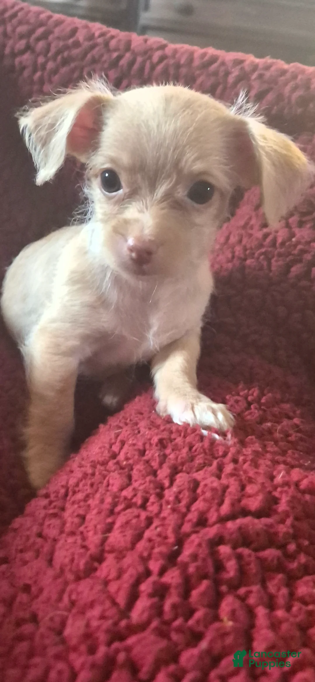 Chipoo dogs for sale:  Puppy 1 - Ad 2