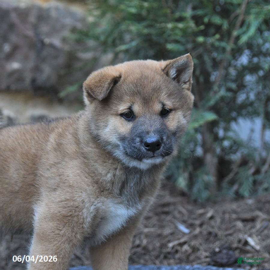 Shiba Inu dogs for sale: Sheriff - Ad 3