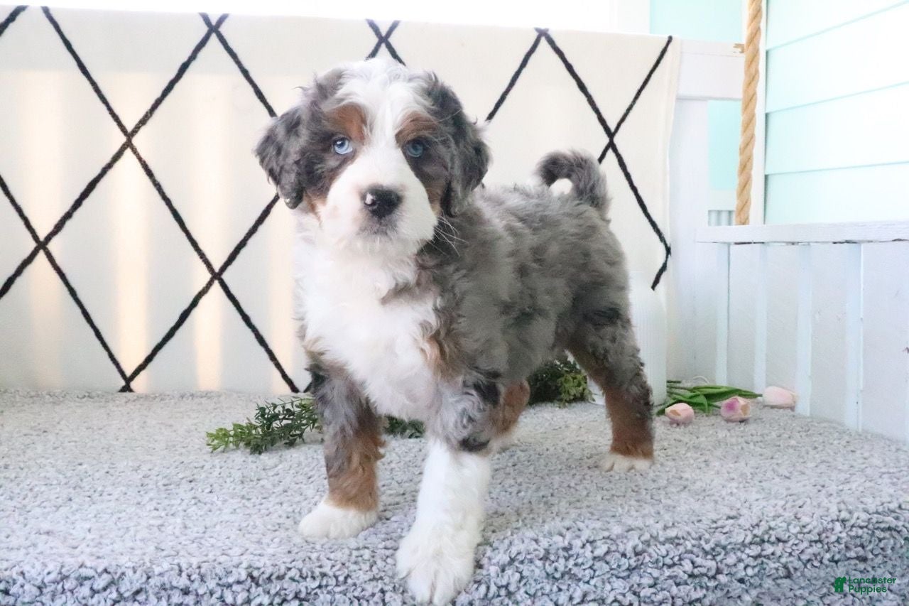 Mini Bernedoodle dogs Rover - Ad 2