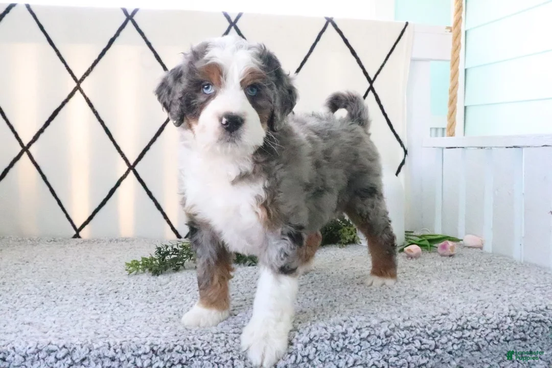 Mini Bernedoodle dogs for sale: Rover - Ad 2