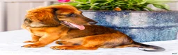 Miniature Dachshund dogs for sale: Bryce - Ad 1