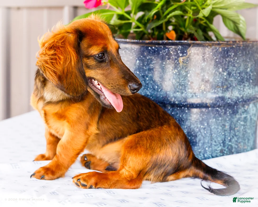 Miniature Dachshund dogs for sale: Bryce - Ad 1