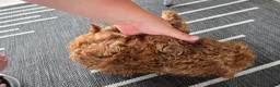 Cavapoo dogs for sale: Fiona - Ad 18