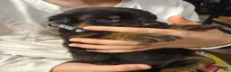 Rottweiler dogs for sale: Rottweiler Puppy 4 - Ad 2